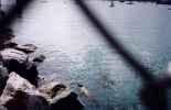 Sea lions at Breakwater